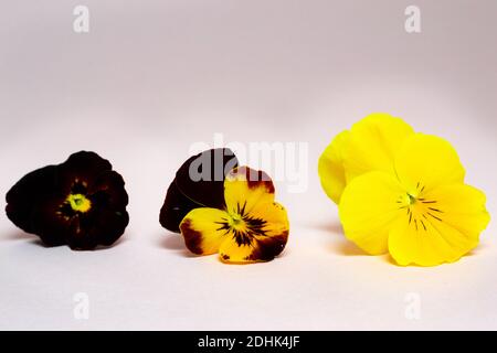 Drei Herbst und Winter Stiefmütterchen Cool Wave, schöne Blumen in den Farbtönen Gelb und kastanienbraun Stockfoto