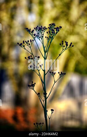 Eryngium pandanifolium Physic Purple, Riese Seetaucher, Distel, Disteln, Zierpflanze, architektonische Pflanze, Eryngium descaisneum, Eryngo, Garten, RM Flora Stockfoto