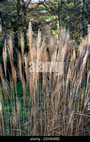 Calamagrostis × acutiflora Karl Foerster,Federschilfgras Karl Foerster,Calamagrostis stricta,Winter,hinterleuchtet,Hintergrundbeleuchtung,Ziergras,Ornamentgras,Ornamenta Stockfoto