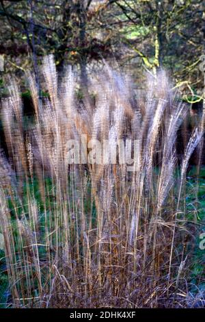 Calamagrostis × acutiflora Karl Foerster,Federschilfgras Karl Foerster,Calamagrostis stricta,Winter,hinterleuchtet,Hintergrundbeleuchtung,Ziergras,Ornamentgras,Ornamenta Stockfoto