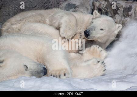 Zwei Eisbären schlafen auf einem weißen Schnee. Tiere in der Wildnis. Stockfoto