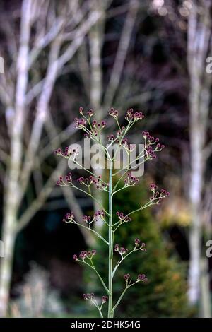 Eryngium pandanifolium Physic Purple, Riese Seetaucher, Distel, Disteln, Zierpflanze, architektonische Pflanze, Eryngium descaisneum, Eryngo, Garten, RM Flora Stockfoto