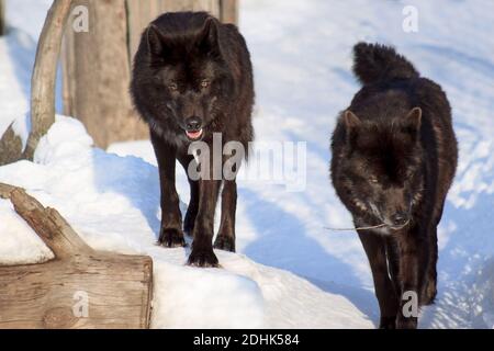 Zwei schwarze kanadische Wölfe beobachten ihre Beute. Tierwelt. Stockfoto