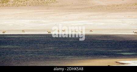 Vicunas grasen auf den kargen Landschaften bei Lagos Miscanti und Miniques, Anden, Chile Stockfoto