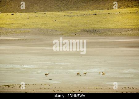 Vicunas grasen auf den kargen Landschaften bei Lagos Miscanti und Miniques, Anden, Chile Stockfoto