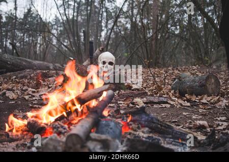 Menschlicher Schädel auf Feuer. Schädel hinter Feuer. Schädel auf einem Baumstumpf im Wald. Tageslicht. Stockfoto