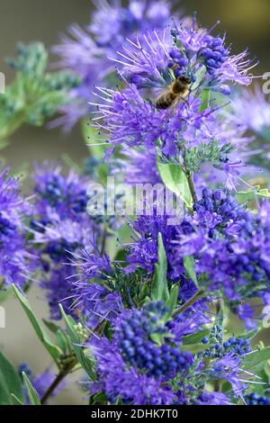 Caryopteris himmlisch blau Stockfoto