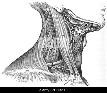 Eine Topographie der Nackenmuskulatur - Digastric Muscle Stockfoto