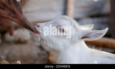 Kleines weißes Kind saugt Milch von seiner Mutter. Stockfoto