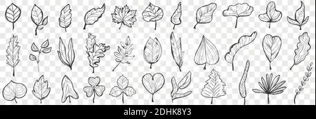 Leaves Doodle Set. Sammlung von handgezeichneten schönen gefallenen Blättern in verschiedenen Formen und Formen isoliert auf transparentem Hintergrund. Illustration der Natur Pflanze und Bäume Blätter Variation Stock Vektor