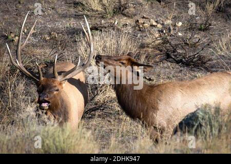 Ein männlicher und weiblicher Elch im Yellowstone National Park. Stockfoto