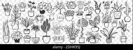 Pflanzen in Töpfen Doodle Set. Sammlung von handgezeichneten hausgemachten Pflanzen und Blumen in Töpfen zur Dekoration isoliert auf transparentem Hintergrund. Illustration der natürlichen Botanik floralen Indoor-Lifestyle Stock Vektor