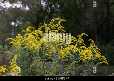 Die wilden Blüten von Solidago canadensis oder später Goldrute. Selektiver Fokus. State Blume der US-Bundesstaaten Kentucky und Nebraska Stockfoto