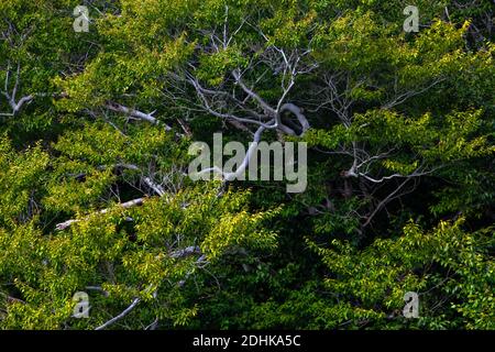 Die Zweige auf einer reifen amerikanischen Buche wächst in Pennsylvania Pocono Mountains. Stockfoto