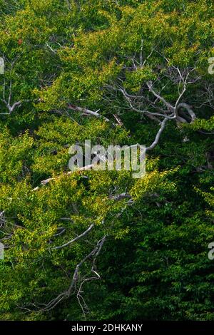 Die Zweige auf einer reifen amerikanischen Buche wächst in Pennsylvania Pocono Mountains. Stockfoto