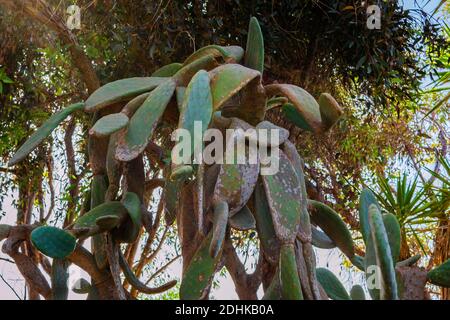 Riesiger alter Kaktus aus Kaktus aus Kaktus aus Kaktus in Ayia Napa in Zypern. Opuntia, ficus-indica, Indische Feige opuntia, barbary Feige, blühende Kaktusbirne Stockfoto