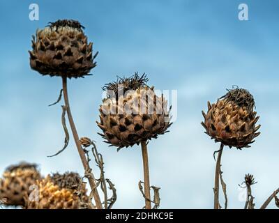 Beeindruckende fertige Kardoonblüten, Cynara cardunculus, auch bekannt als Artischockendistel und Globe Artischocke Stockfoto