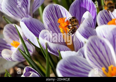 Frühlingsgarten blüht Honigbiene in Blütenpollen Stockfoto