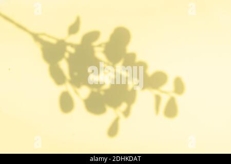 Schatten der Blätter an der Wand Stockfoto