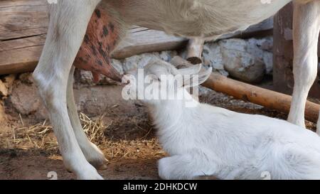 Kleines weißes Kind saugt Milch von seiner Mutter. Stockfoto