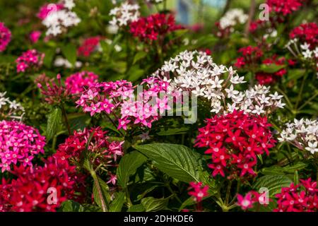 Nahaufnahme von bunten, üppigen, kleinen wilden Blumen im Park Stockfoto