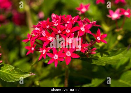 Nahaufnahme einer blühenden kleinen roten Wildblume Stockfoto
