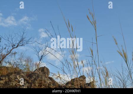 Gras blüht vom Wind in hellen Himmel Hintergrund Stockfoto