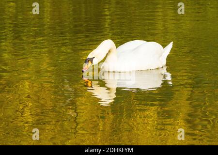 Stummer Schwan (Cygnus olor) beim Schwimmen auf einem See Stockfoto