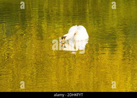 Stummer Schwan (Cygnus olor) beim Schwimmen auf einem See Stockfoto