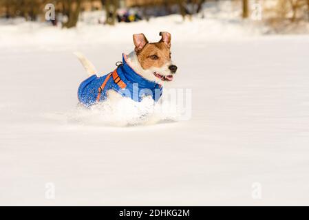 Glücklicher aktiver Hund im warmen Mantel läuft im Schnee spielen Im Park am sonnigen Wintertag Stockfoto