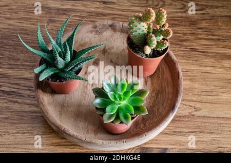 Drei Mini-Kaktus und Sukkulente auf einem Holzteller. Stockfoto