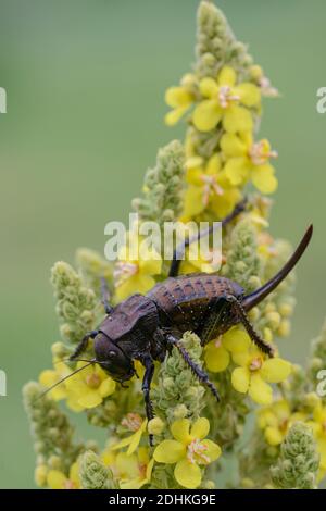 Sattelschrecke sitzt auf einer Königskerze, ( Bradyporus dasypus), Stockfoto