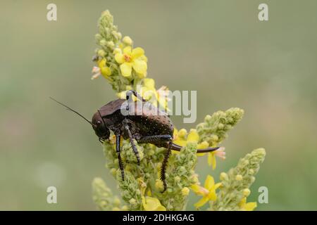 Sattelschrecke sitzt auf einer Königskerze, ( Bradyporus dasypus), Stockfoto