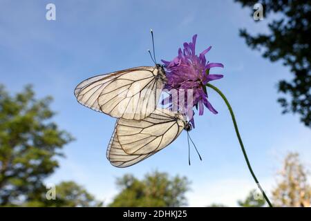 Ein paar Baum-Weisslinge sitzen auf einer Blüte in einer Waldlichtung, (Aporia crataegi) Stockfoto