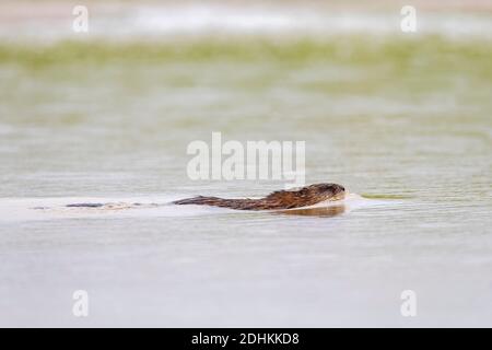 Bisamratte (Ondatra zibethicus) Eingeführte Arten aus Nordamerika, die im Teich schwimmen Stockfoto