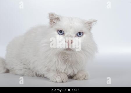 Eine schöne weiße britische Langhaarkatze mit blauen Augen Ein niedliches Gesicht auf weißem Hintergrund Stockfoto