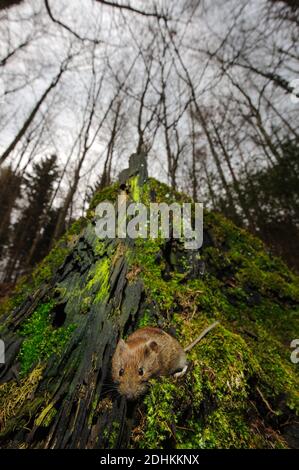 Rötelmaus schaut aus ihrem Loch Stockfoto