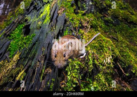 Rötelmaus schaut aus ihr Loch, (Myodes glareolus), Stockfoto