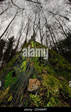 Rötelmaus schaut aus ihrem Loch Stockfoto