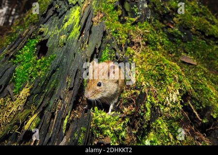 Rötelmaus schaut aus dem Loch, (Myodes hlareolus), Stockfoto