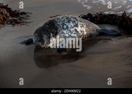 Gray Seal Welpen aus der Robbenkolonie auf den Farne Inseln, Northumberland, nachdem sie von ihren Müttern verlassen worden waren, nachdem sie entwöhnt worden waren Stockfoto