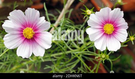 Hübsche pastellrosa blühende Pflanze Cosmos bipinnatus 'Traum' kontrastierend mit Frischer grüner Farn wie Laub Stockfoto