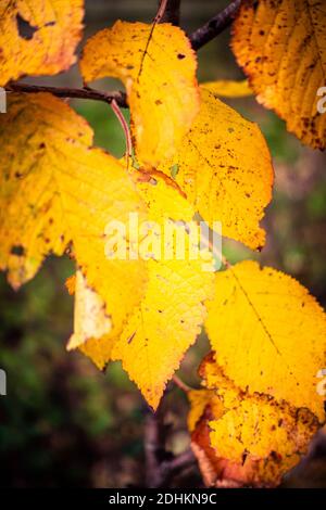 Nahaufnahme von gelben Herbstblättern auf einer Buche Stockfoto