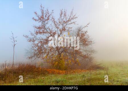 Ein einsamer Ahornbaum im Morgennebel, Polen, Europa Stockfoto