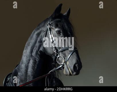 Friesische Black Horse Portrait in einem dunklen Stall Stockfoto