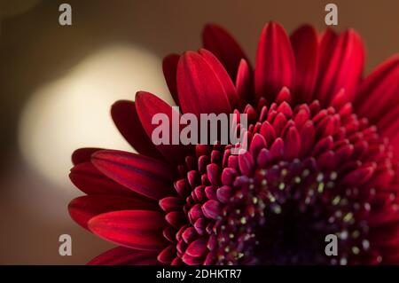 Nahaufnahme einer blühenden roten Gerbera Blume Stockfoto