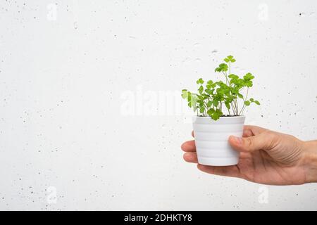 Weißer kleiner Topf mit Petersiliensprossen in der Hand auf weißem Betonwand Hintergrund. Anbauen von Microgreens zu Hause, Kopierplatz Stockfoto