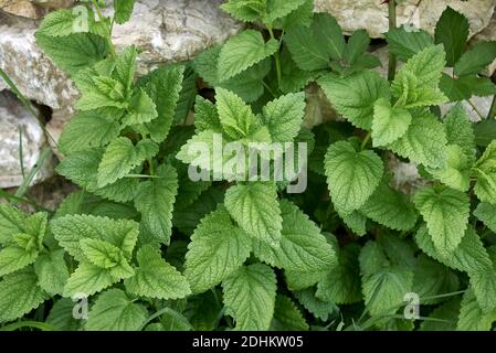 Melissa officinalis Pflanzen in einem landwirtschaftlichen Bereich Stockfoto