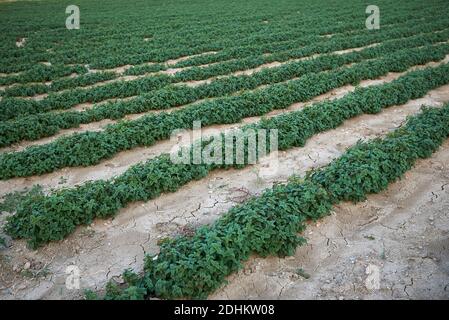 Melissa officinalis Pflanzen in einem landwirtschaftlichen Bereich Stockfoto