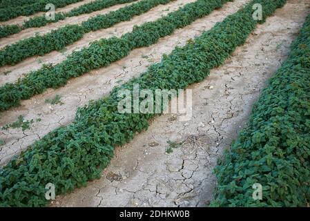 Melissa officinalis Pflanzen in einem landwirtschaftlichen Bereich Stockfoto